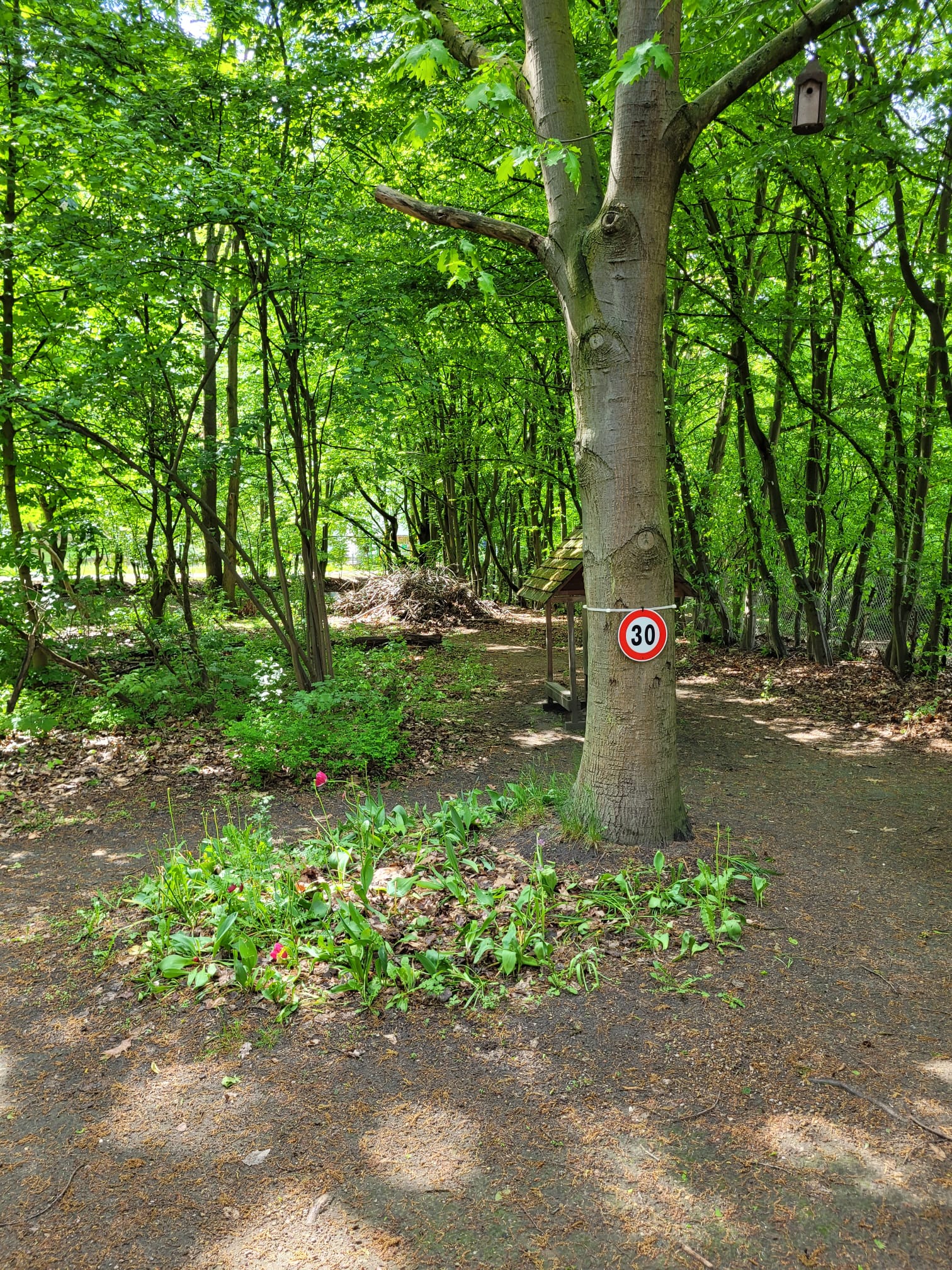 Naturnaher Garten der Penthaus Kita unter alten Bäumen